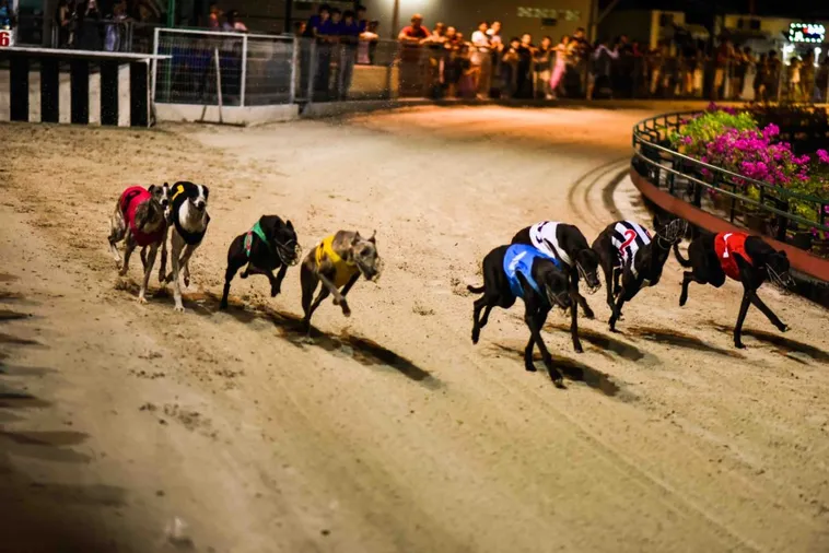 Bí Quyết Chinh Phục Game Đua Chó TWIN68 Với Tỷ Lệ Thắng 90%