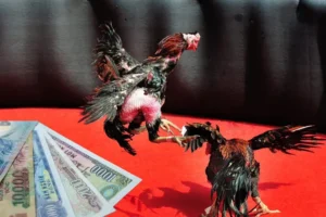 Hướng Dẫn Cách Chơi Đá Gà Sabong Tại TWIN68 Cho Người Mới Bắt Đầu